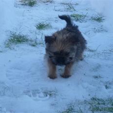 Blanding af racer Charlie 