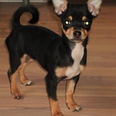 Chihuahua Fifi *RIP* 