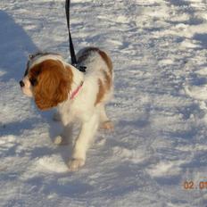 Cavalier king charles spaniel Noma