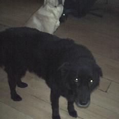 Blanding af racer lyster