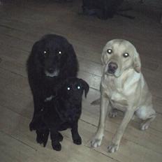 Blanding af racer lyster