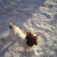 Blanding af racer Bamse