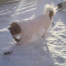 Blanding af racer Bamse