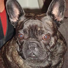 Fransk bulldog Lone
