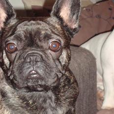 Fransk bulldog Lone