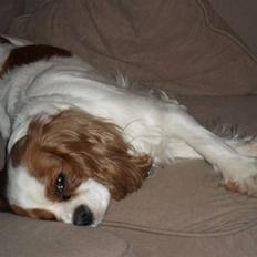 Cavalier king charles spaniel Jessica <3 Min Engel<3