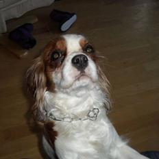 Cavalier king charles spaniel Jessica <3 Min Engel<3
