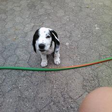 Blanding af racer Pyrus! :D