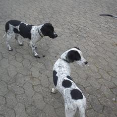 Blanding af racer Pyrus! :D