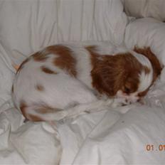 Cavalier king charles spaniel Noma