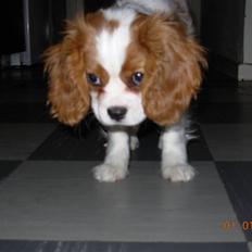 Cavalier king charles spaniel Noma