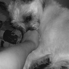 Cairn terrier Oliver *RIP*