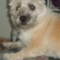 Cairn terrier Oliver *RIP*