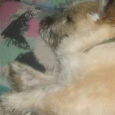 Cairn terrier Oliver *RIP*