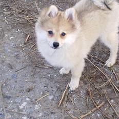 Pomeranian Malou 