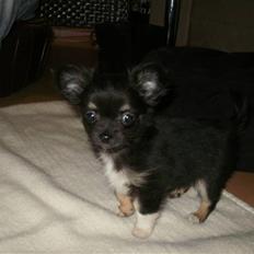 Chihuahua Hektor von Hjelmeborn