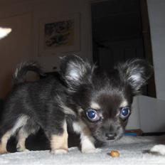 Chihuahua Hektor von Hjelmeborn