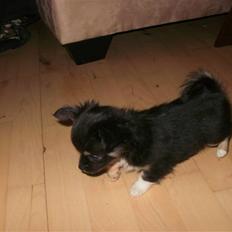 Chihuahua Hektor von Hjelmeborn