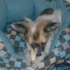 Chihuahua GISMO