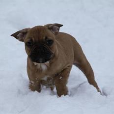 Fransk bulldog Bailey