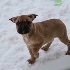 Fransk bulldog Bailey