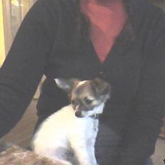 Chihuahua GISMO