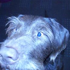 Blanding af racer Valde