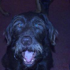 Blanding af racer Valde