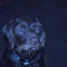 Blanding af racer Valde