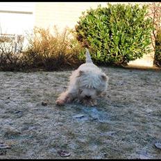 West highland white terrier Sofus <*soulmate*>