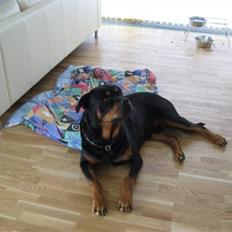 Rottweiler boris