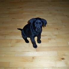 Labrador retriever jake