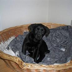 Labrador retriever jake