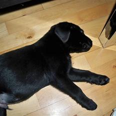 Labrador retriever jake