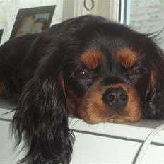 Cavalier king charles spaniel Vigga