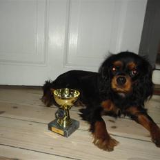 Cavalier king charles spaniel Vigga