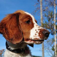 Welsh springer spaniel Gallois's Katy (Mynte)