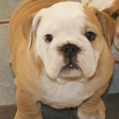 Engelsk bulldog *Yardley* Manse