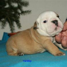 Engelsk bulldog *Yardley* Manse