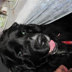 Newfoundlænder freja