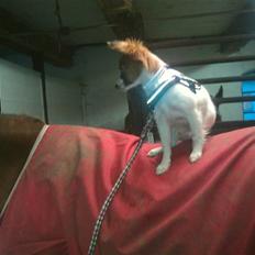 Papillon Ninja 