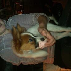 Papillon Ninja 