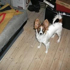 Papillon Ninja 