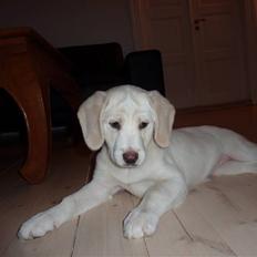 Blanding af racer Molly