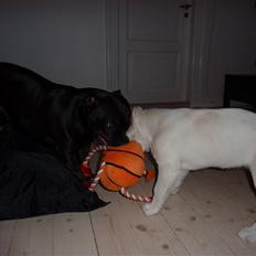 Blanding af racer Molly