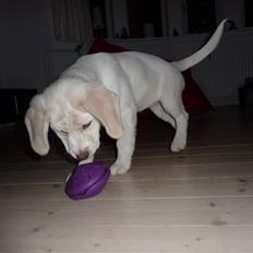 Blanding af racer Molly