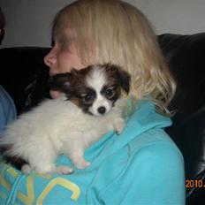 Papillon Cheri meget lille pige