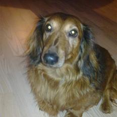 Gravhund Muttley R.I.P 