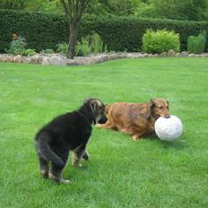 Gravhund Muttley R.I.P 