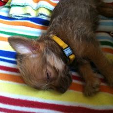 Blanding af racer Yrsa